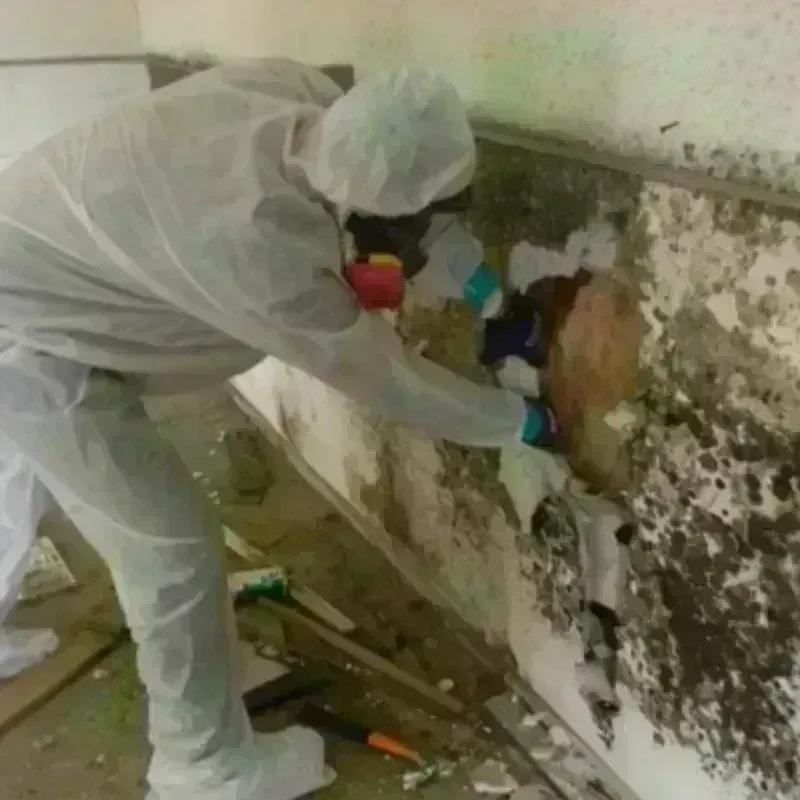 Mold Remediation and Removal in Como, MS